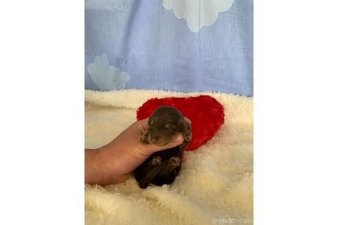 成約済の埼玉県のカニンヘンダックスフンド(ロングヘアード)-168803の6枚目